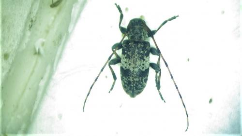 Réf. 280 583 : Leiopus sp.